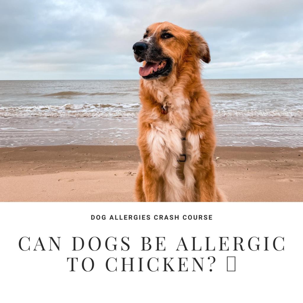 Can my dog be allergic to chicken?