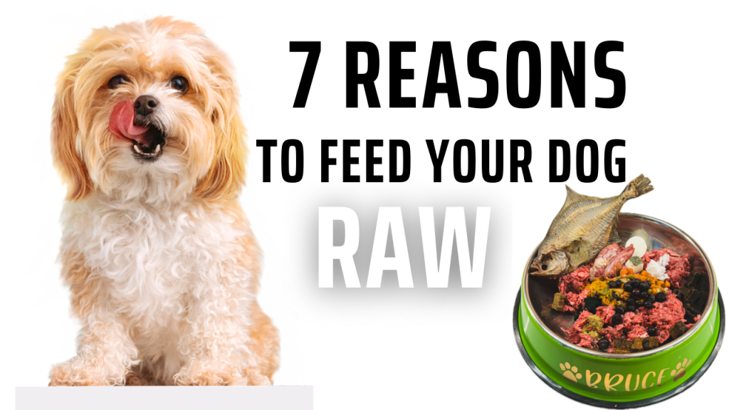 7 Reasons To Feed Your Dog A Raw Diet