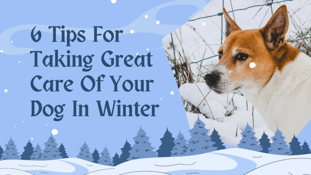 6 Tips For Taking Great Care Of Your Dog In Winter