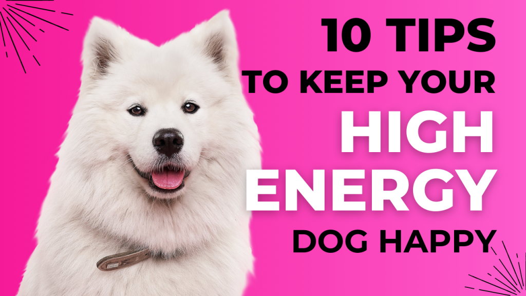 10 Tips To Keep Your High-Energy Dog Happy