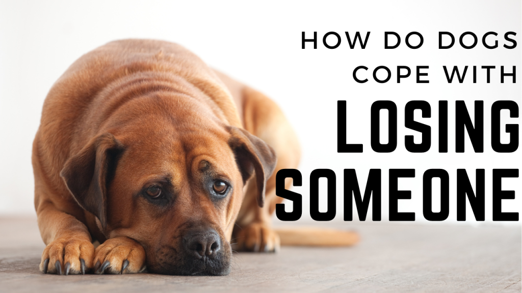 How Do Dogs Cope With The Loss Of A Loved One?